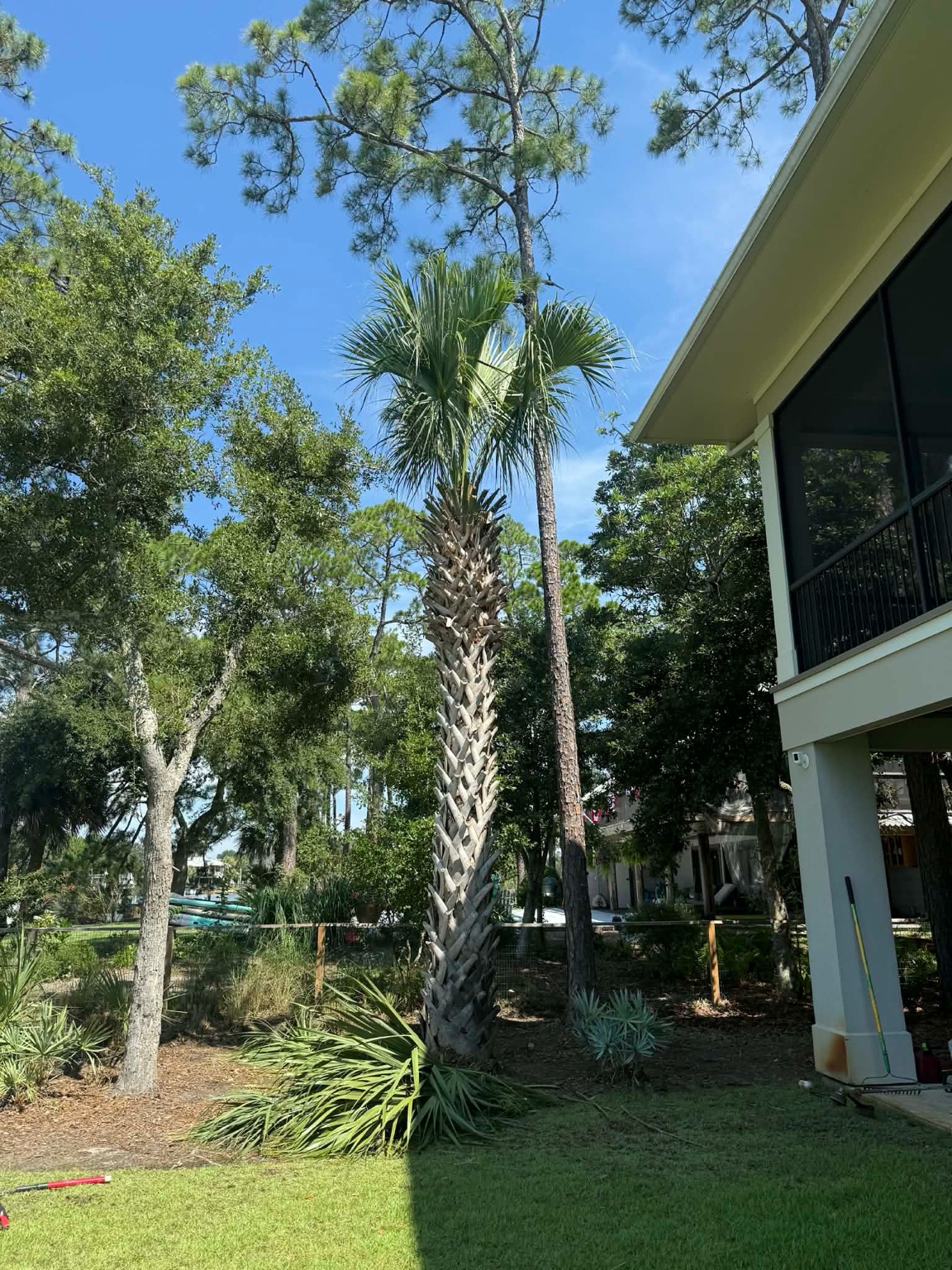 Professional palm tree trimming service